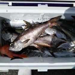 康仁丸＃ジギング釣り果